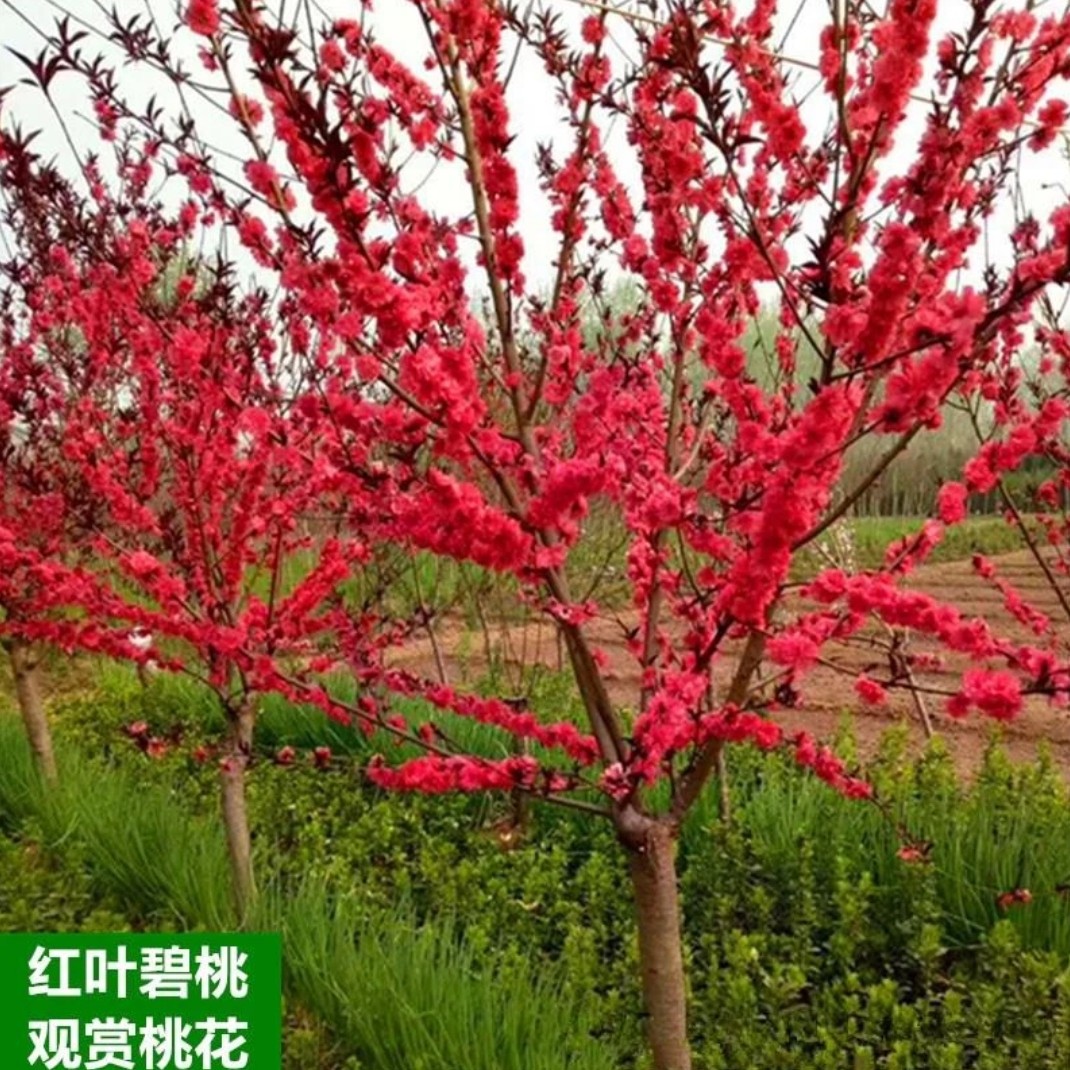 庭院观赏栽培红叶碧桃树苗紫叶碧桃苗工程绿化苗紫叶桃别墅树