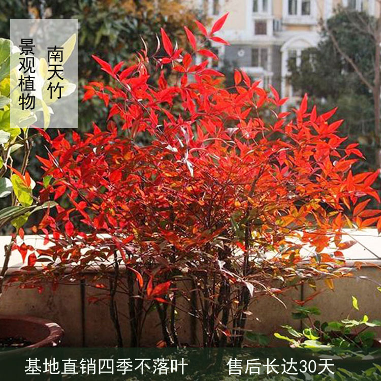 南天竹盆栽盆景绿化苗木室外庭院耐寒植物树苗南天竺红天竹蓝天竹
