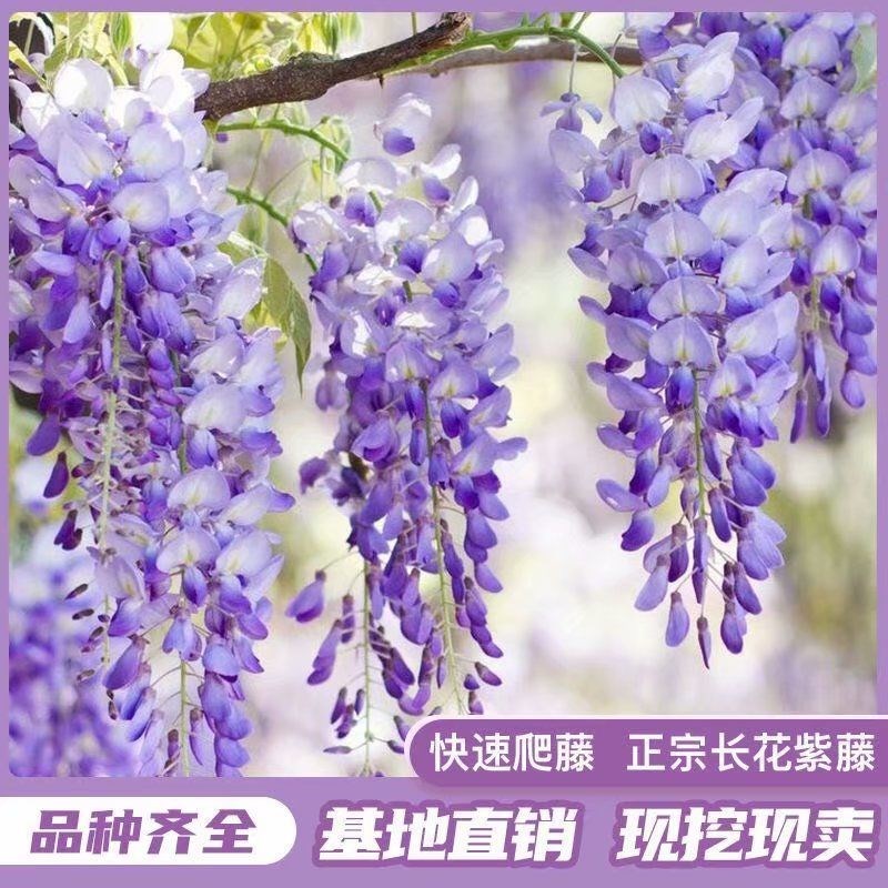 紫藤花树苗爬藤攀爬庭院围墙四季开花植物老桩盆栽花苗藤蔓紫藤萝