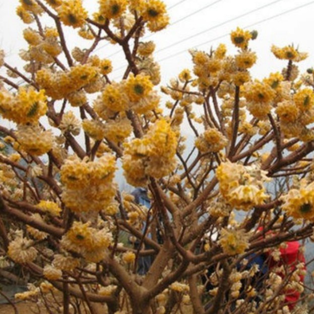 结香花树苗盆栽花卉室内外耐寒打结花梦冬花喜花阳台植物庭院花苗