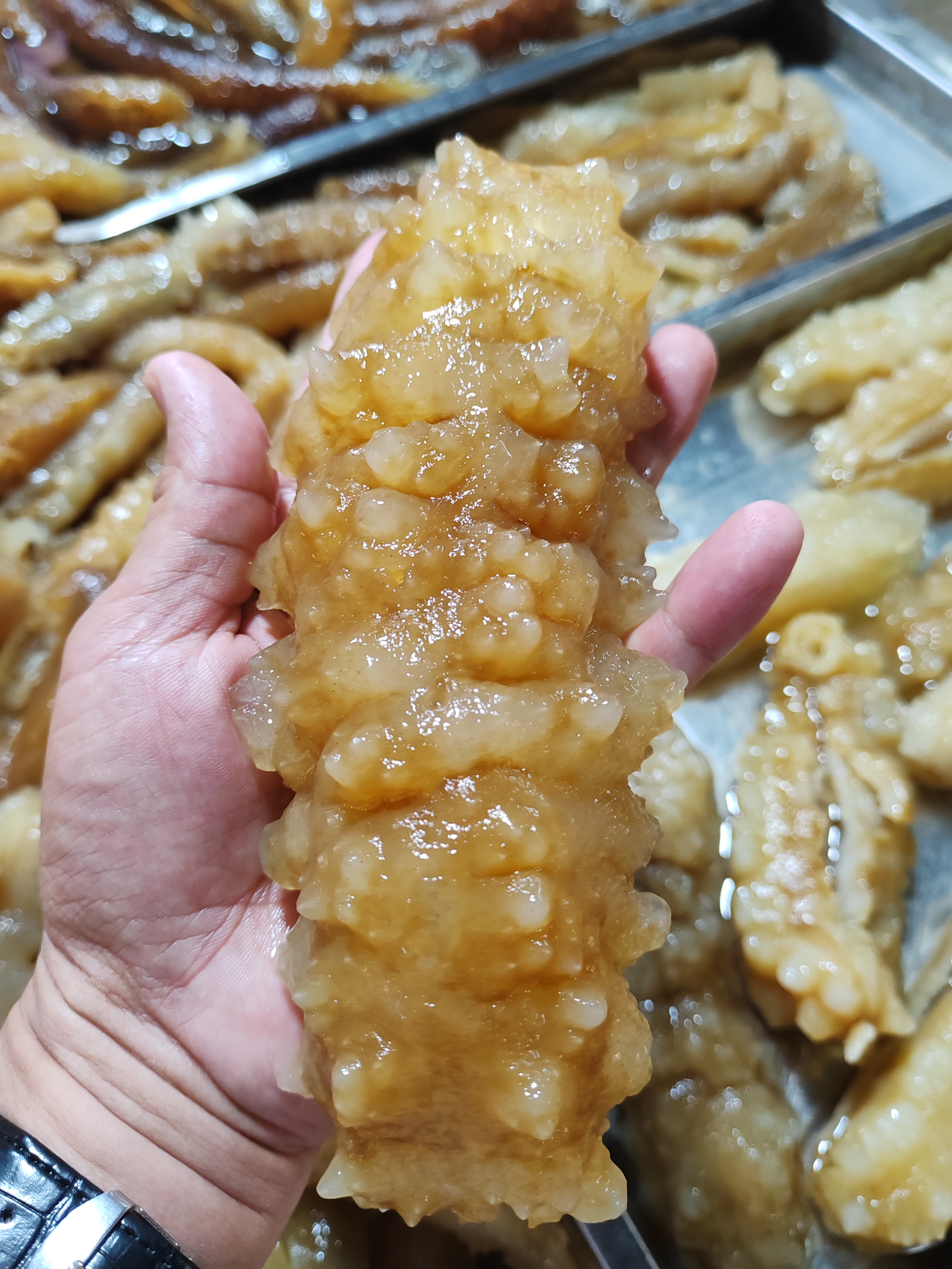 超大 新鲜海参尝鲜装1500克  顺丰包邮到家