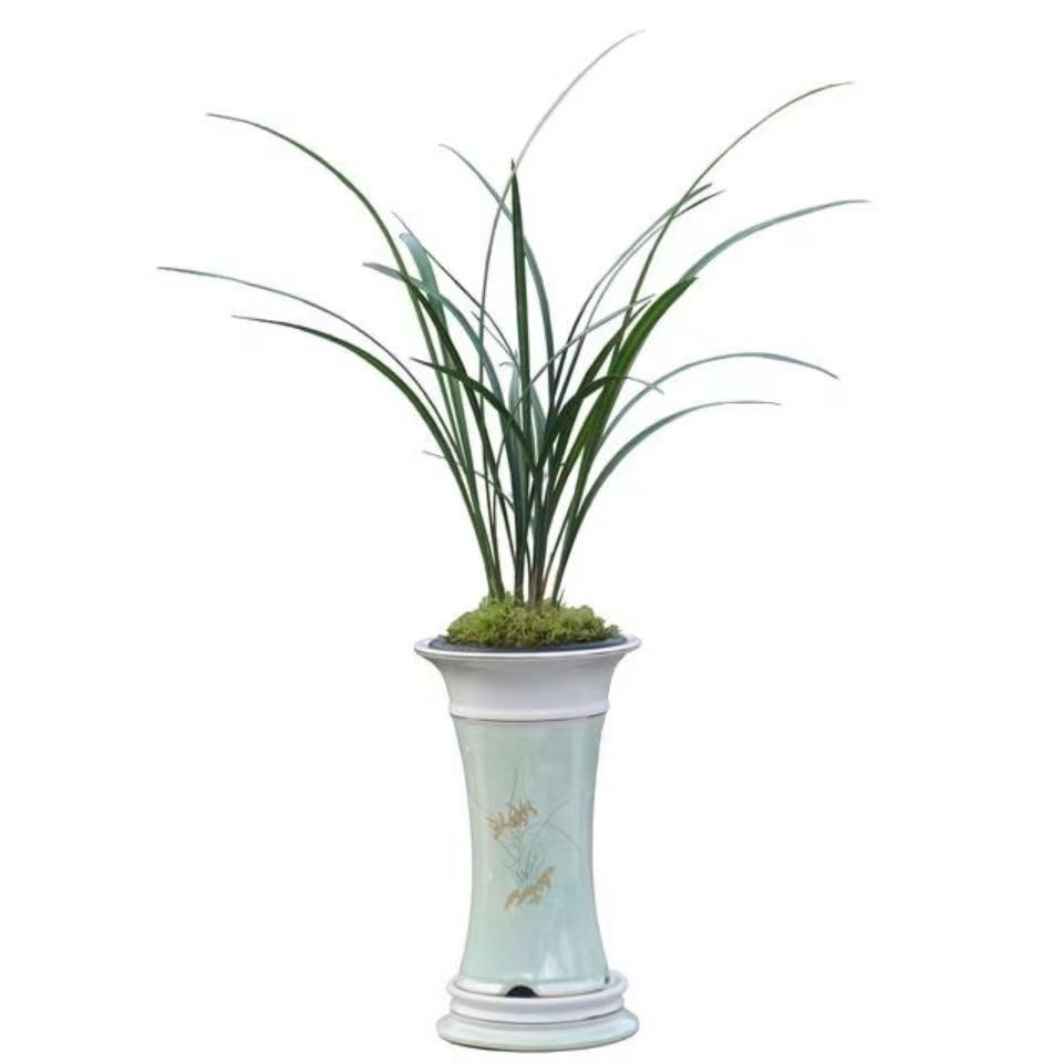 细叶寒兰净化空气新款清仓懒人家用国兰兰花苗清香