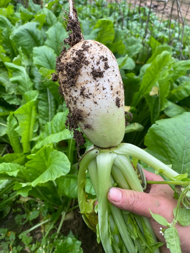 【小叶叶专属】农家自种大白菜萝卜青菜当季新鲜蔬菜500g包邮