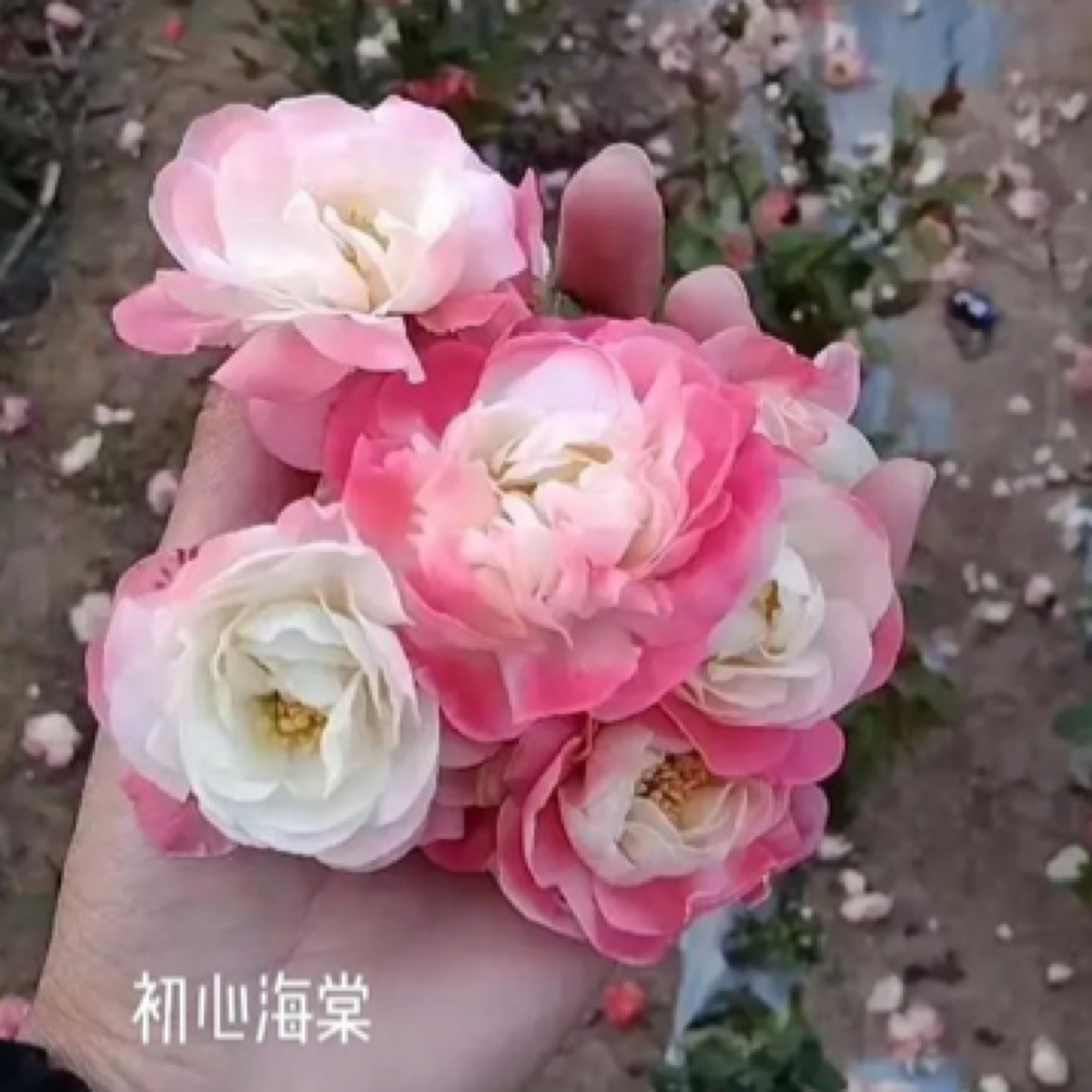 初心海棠盆栽花卉