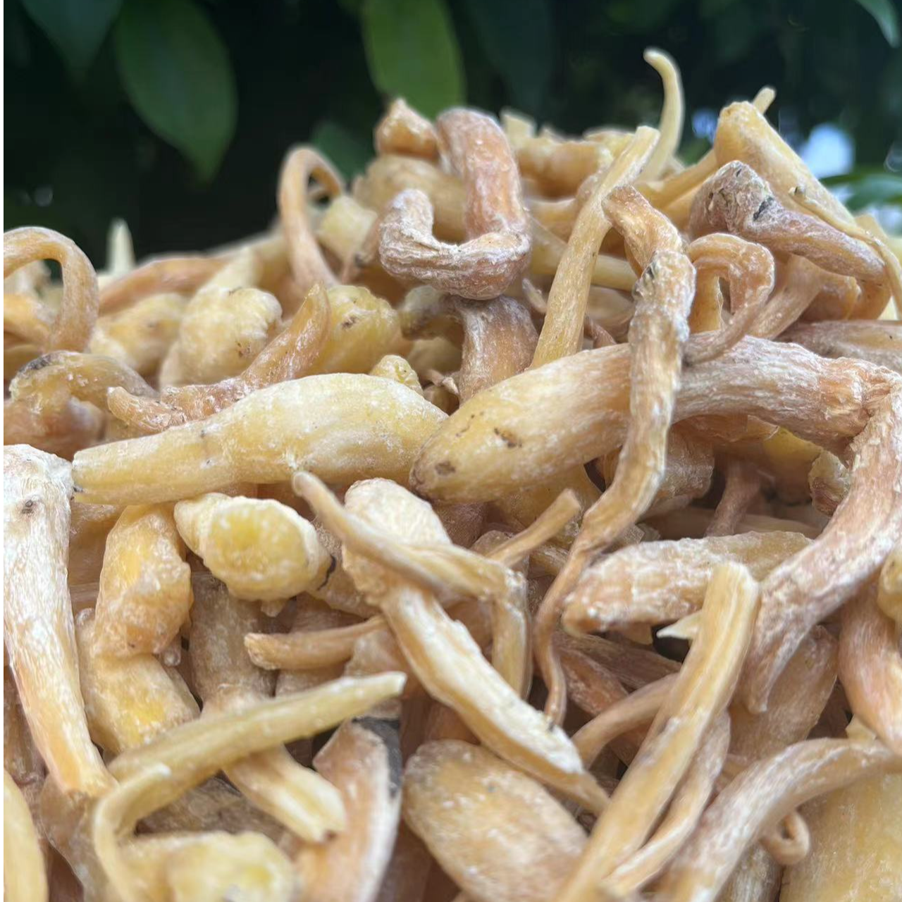 【阿海精选】土特产峨蔘