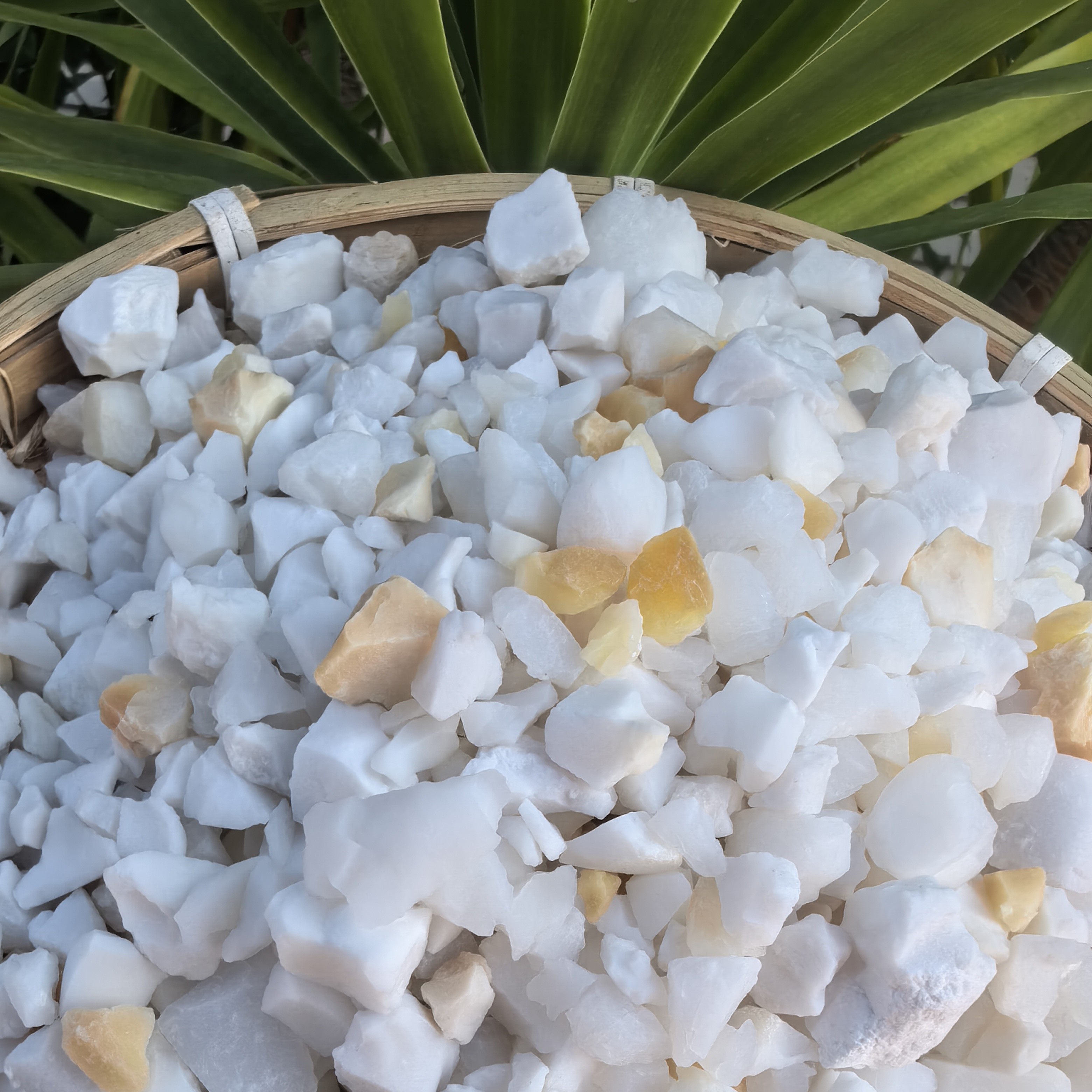 【阿海精选】土特产天竺黄