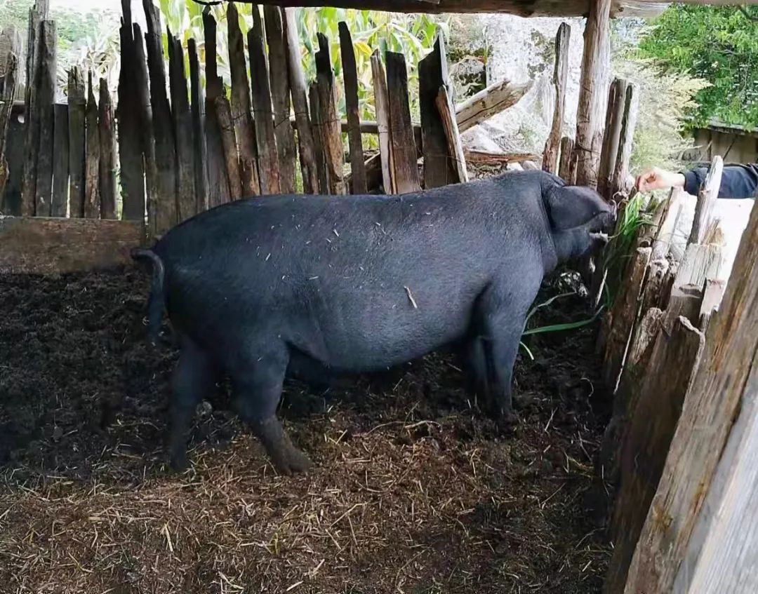 （1）贵州农家黑土猪肉-（现称改价）重量以直播间为准