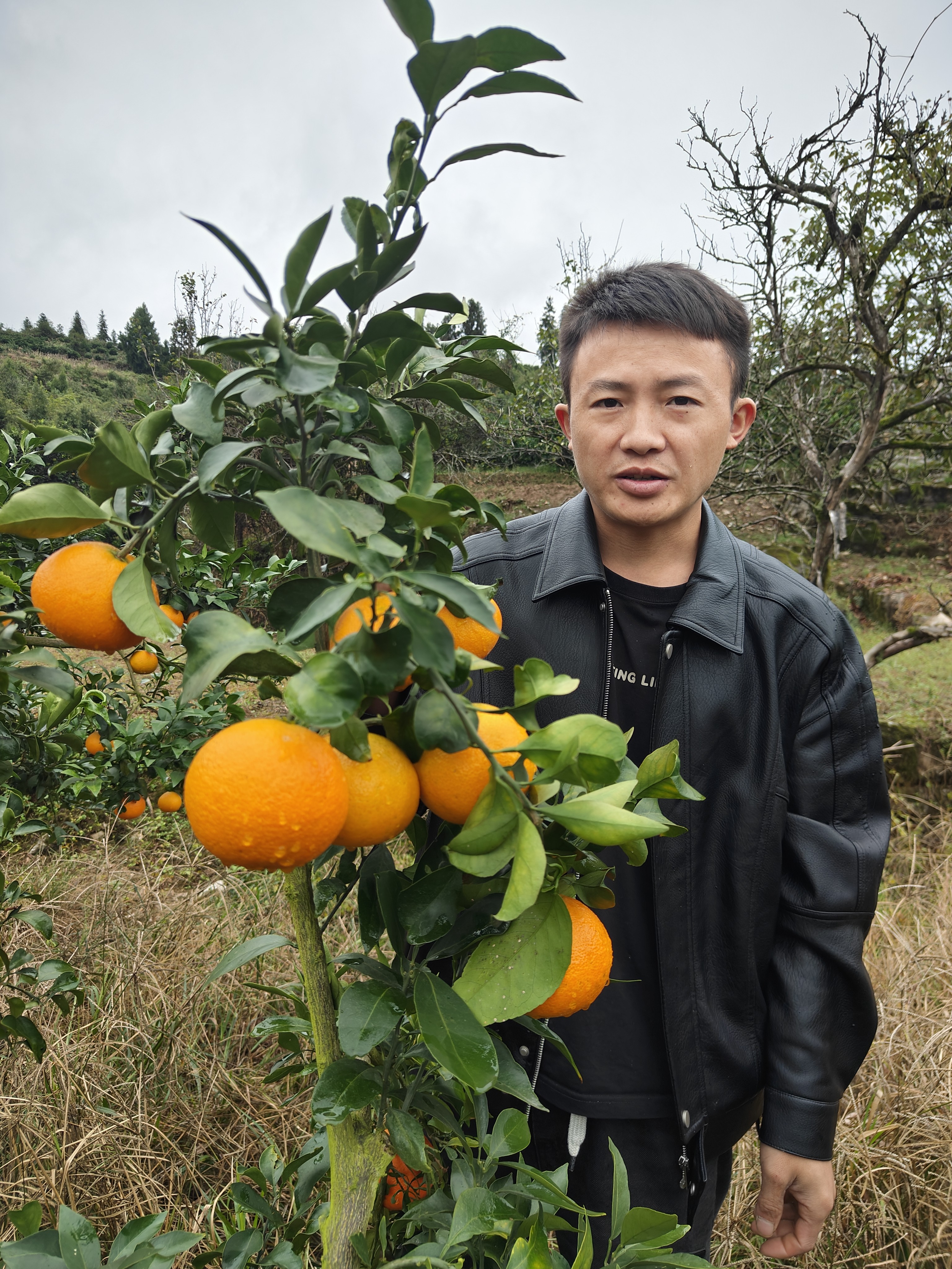 爱媛38号果冻橙正宗新鲜湖南山区新鲜采摘饱甜无籽整箱水果批发