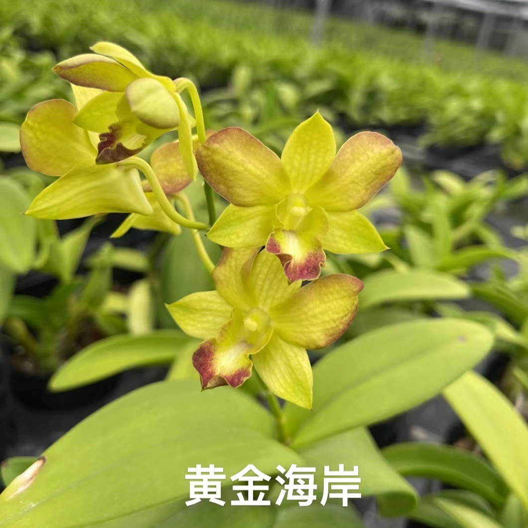 【黄金海岸】石斛石斛兰盆栽四季开花好养家庭园艺盆栽