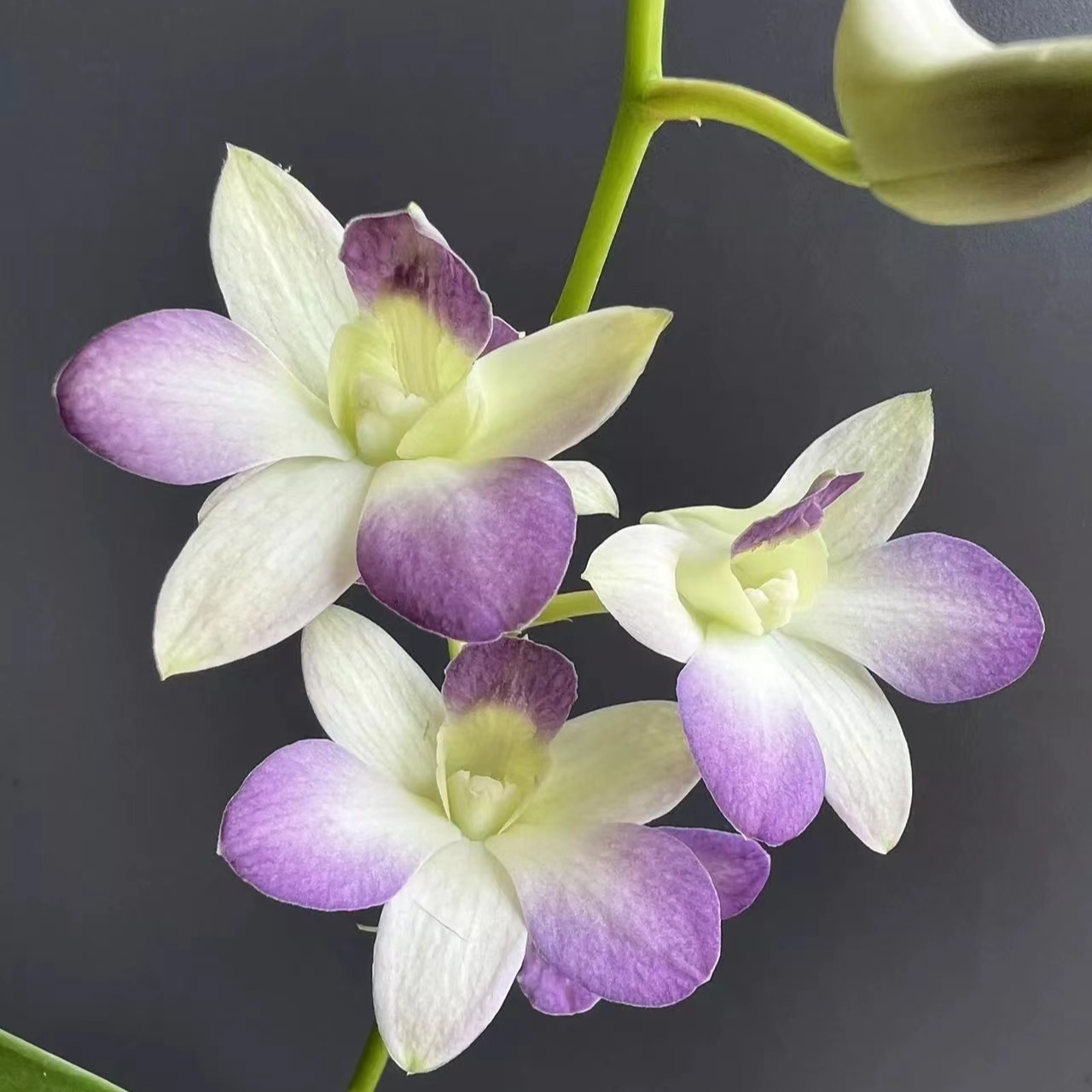 【贵夫人】秋石斛石斛兰盆栽四季开花