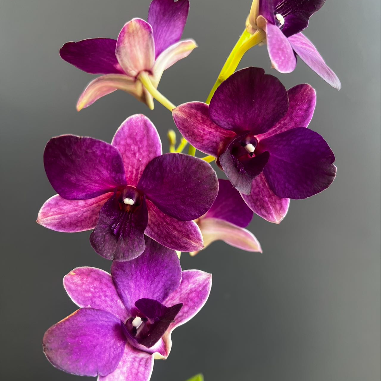 【大紫眸】秋石斛石斛兰盆栽四季开花（开花机器）