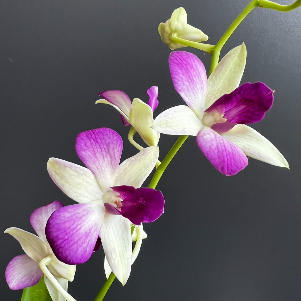 【香妃】石斛石斛兰盆栽四季开花好养家庭园艺盆栽