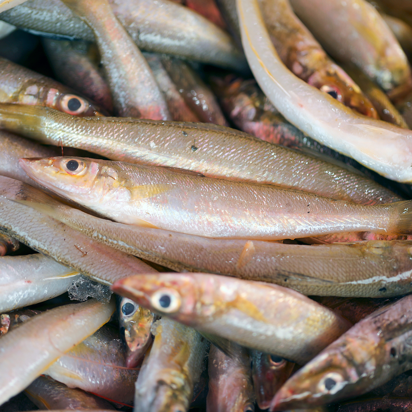 海捕沙尖鱼  博贺港野生沙占鱼 鲜活速冻 顺丰发货