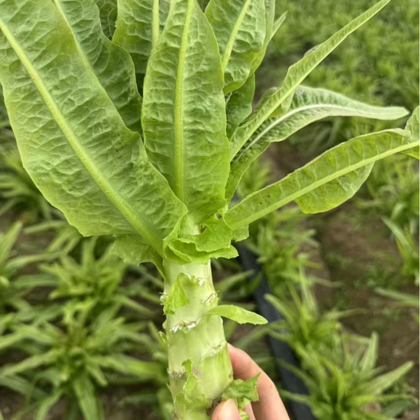 UNCLE WU/吴叔叔吴叔叔崇明莴笋2.5/3/5.5斤装