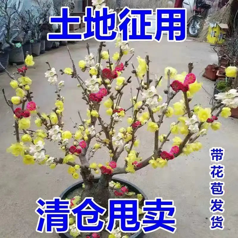 耐寒腊梅【带花苞】20天开花浓香梅花地栽树苗四季开花卉室外绿植