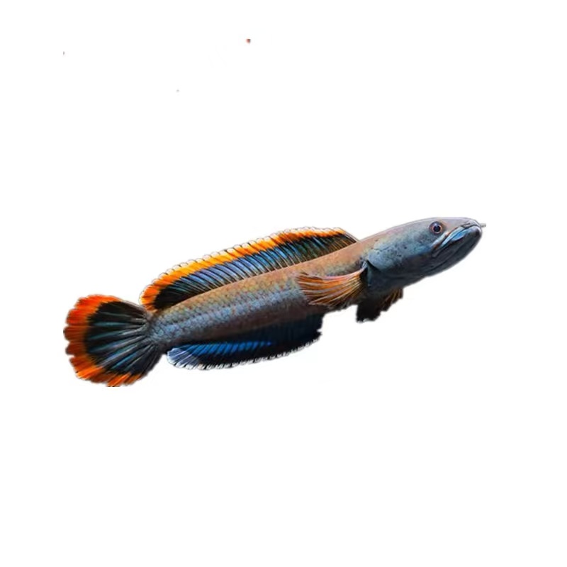 宠物/宠物食品及用品 > 宠物活体 > 水族活体 > 鱼