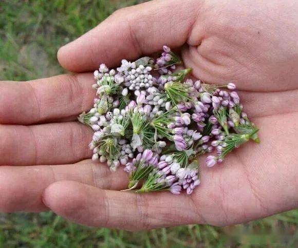 山地野生（泽蒙花）米妹家
