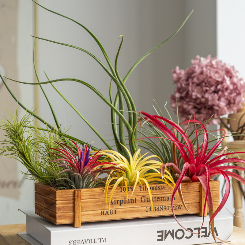 空气凤梨7种植物豪华木盒组（红黄绿，美杜莎，贝可利，休士顿，狐尾）