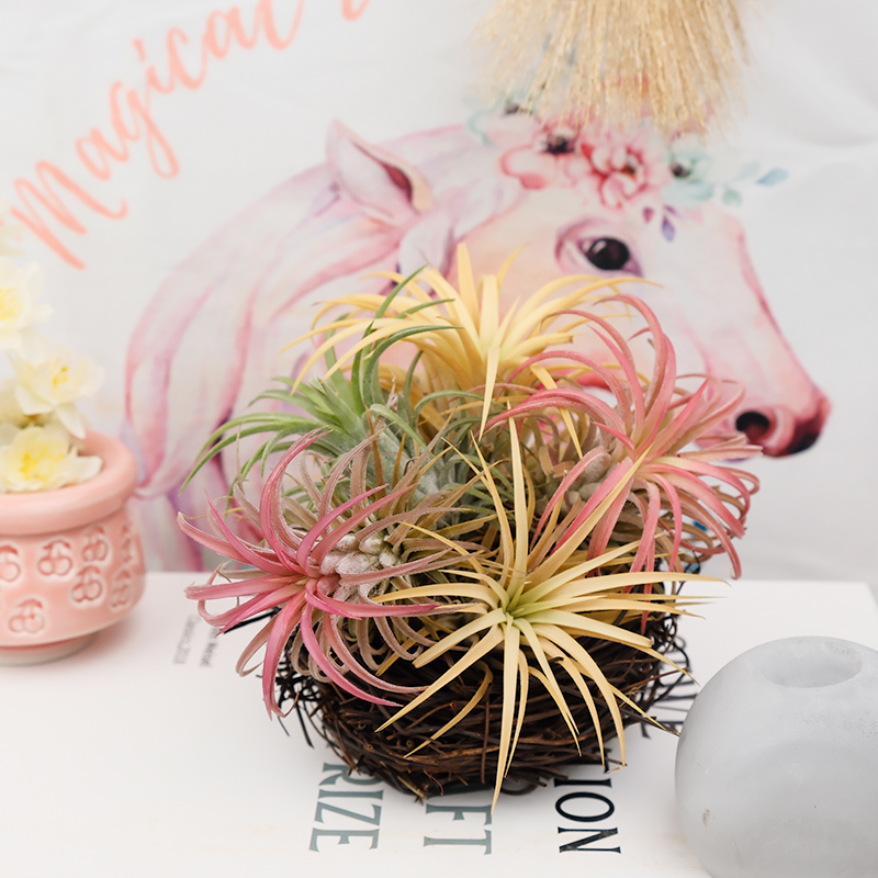 空气凤梨桌摆组合 鸟巢（2红+2黄+绿）无土植物 净化空气