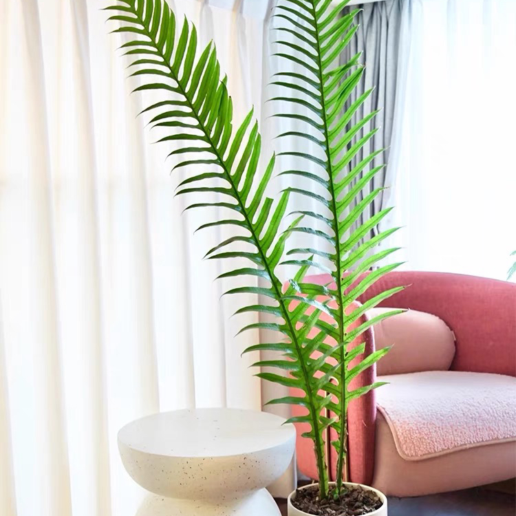 王冠蕨补邮费补差价链接