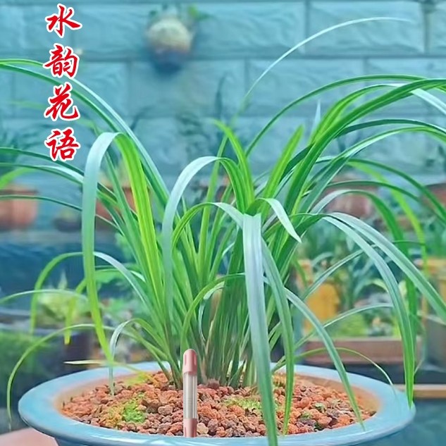 水分计⚠️会员礼包湿度传感器