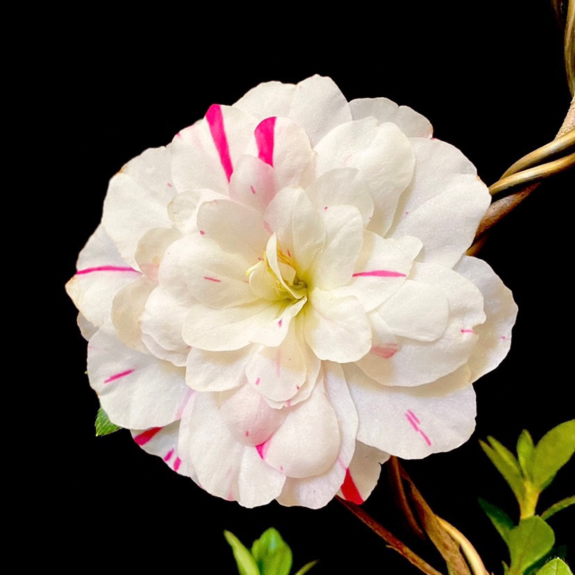 日本杜鹃花素材苗1
