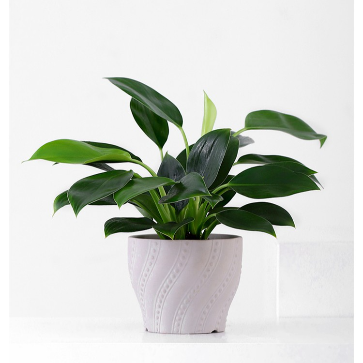 CHENT植物盆栽赤B