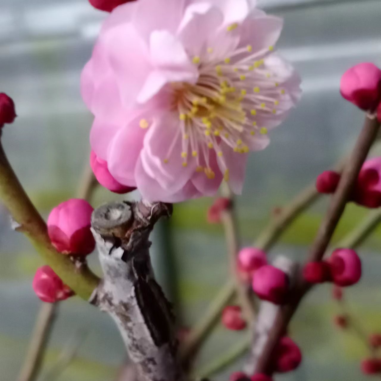 徽州梅花，红梅花