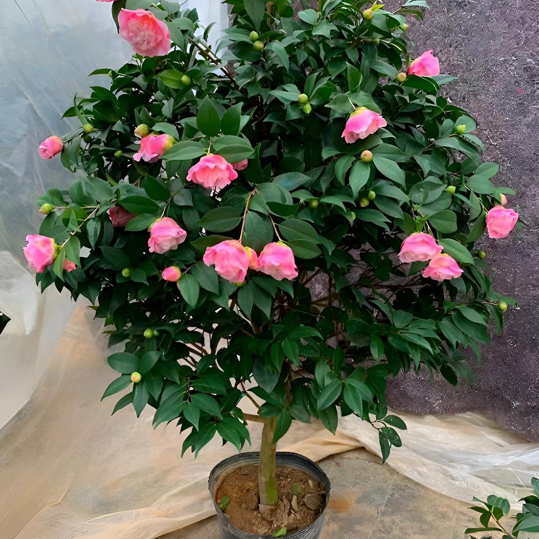 香妃茶花简单带花苞粉色大花重瓣带香味好养室内外盆栽原盆原土发