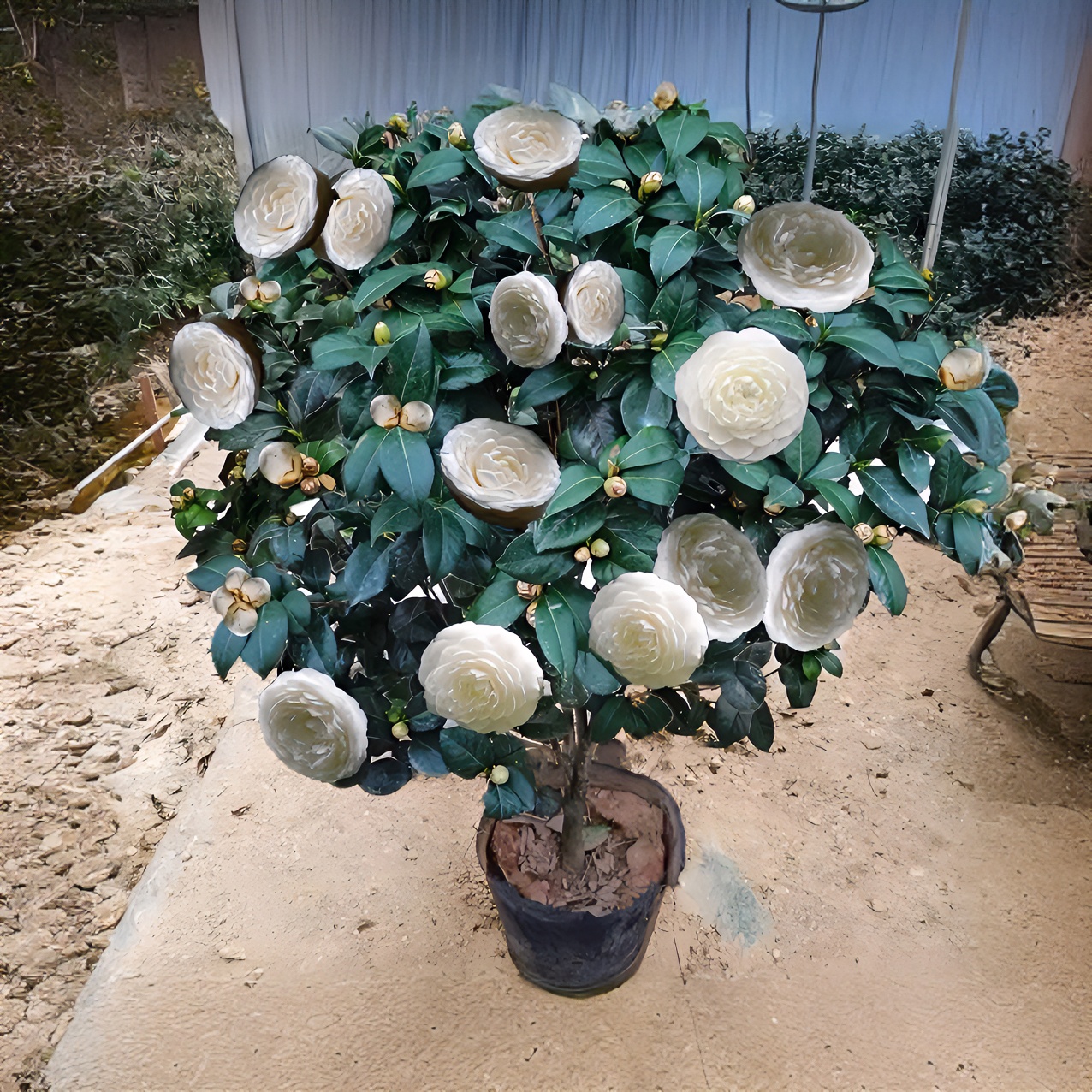 东方亮纯白色山茶花盆栽花卉水晶白好养茶花阳台庭院栽种家庭养护