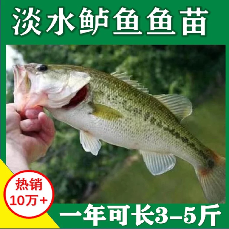 鲈鱼苗淡水凶猛路亚大口黑鲈冷水观赏鱼苗优鲈三号鲈鱼苗
