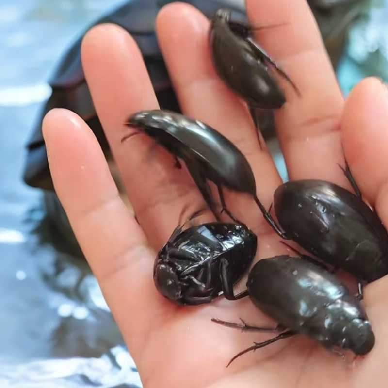 【自带腥臭味 介意w拍】保鲜不保活老鳖盖子黑水鳖水龟子活体发货