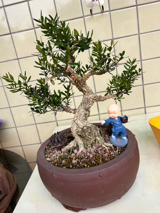 老桩盆景 黄杨 山松 雀梅 罗汉松  杜鹃 九里香 一物一拍专用链接