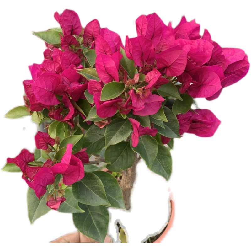 三角梅菲菲娜 阳台庭院花卉四季开花好养植物一物一拍原盆原土