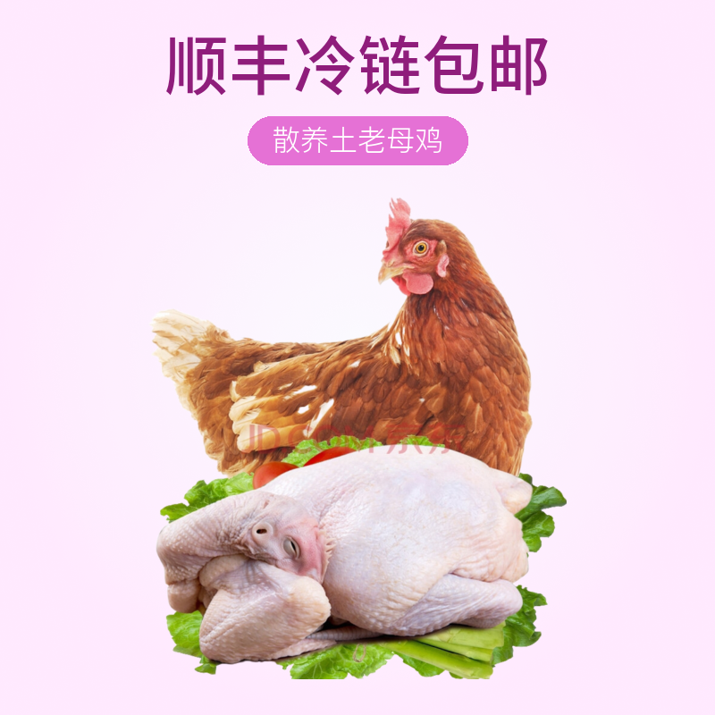 农村散养土老母鸡，顺丰冷链包邮