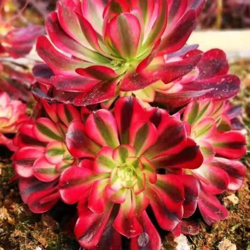 美杜莎法师多肉多头群生手捧红色老桩新手好养阳台庭院老基地直发