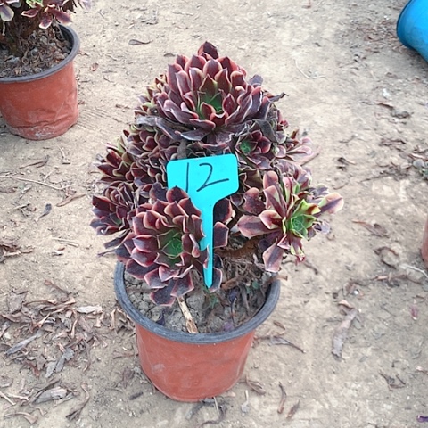 永**你健健康康快快乐乐12