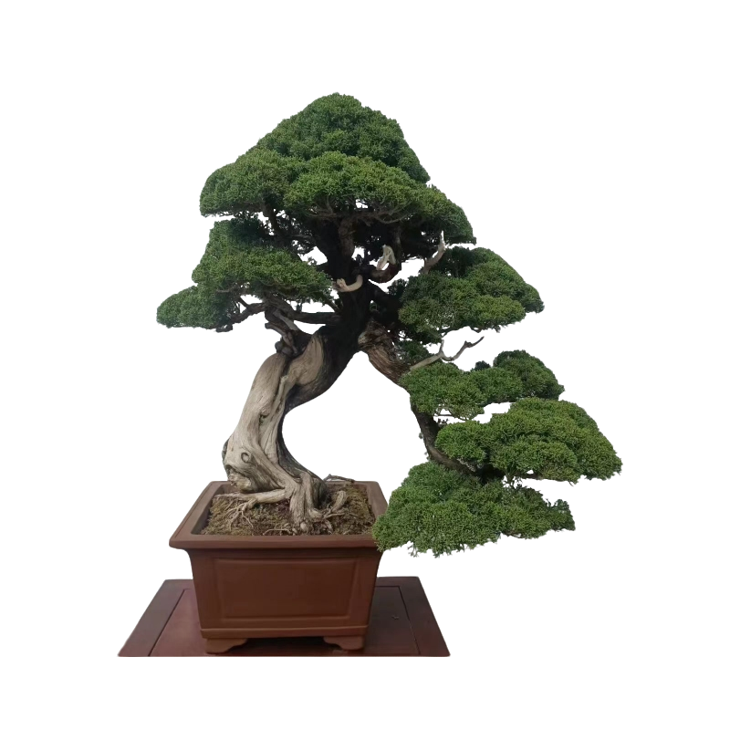 盆景观赏美观真柏黑松花园种植精品具体规格以直播间价济州真柏