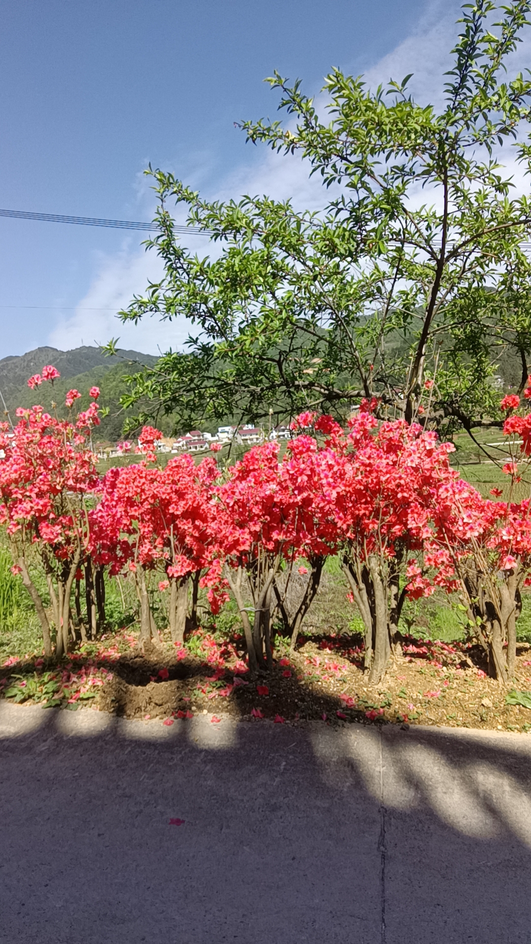 映山红高度90左右，粗度三公分左右三杆左右。