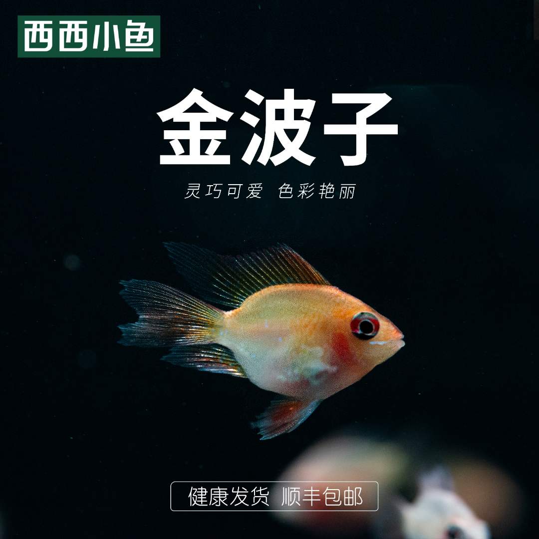 西西小鱼 金波子鱼（链接）