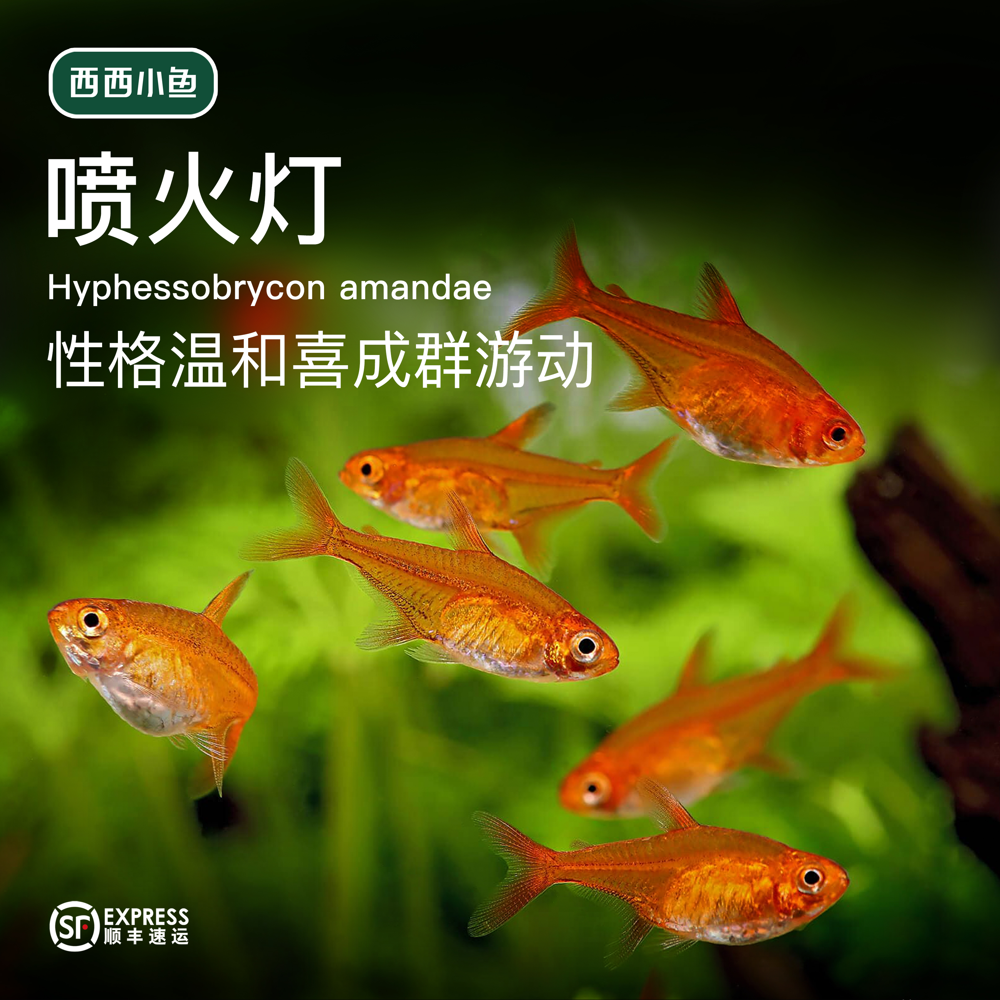 西西小鱼 喷火灯鱼 灯科鱼小鱼观赏鱼小型饲养混养活体热带水族