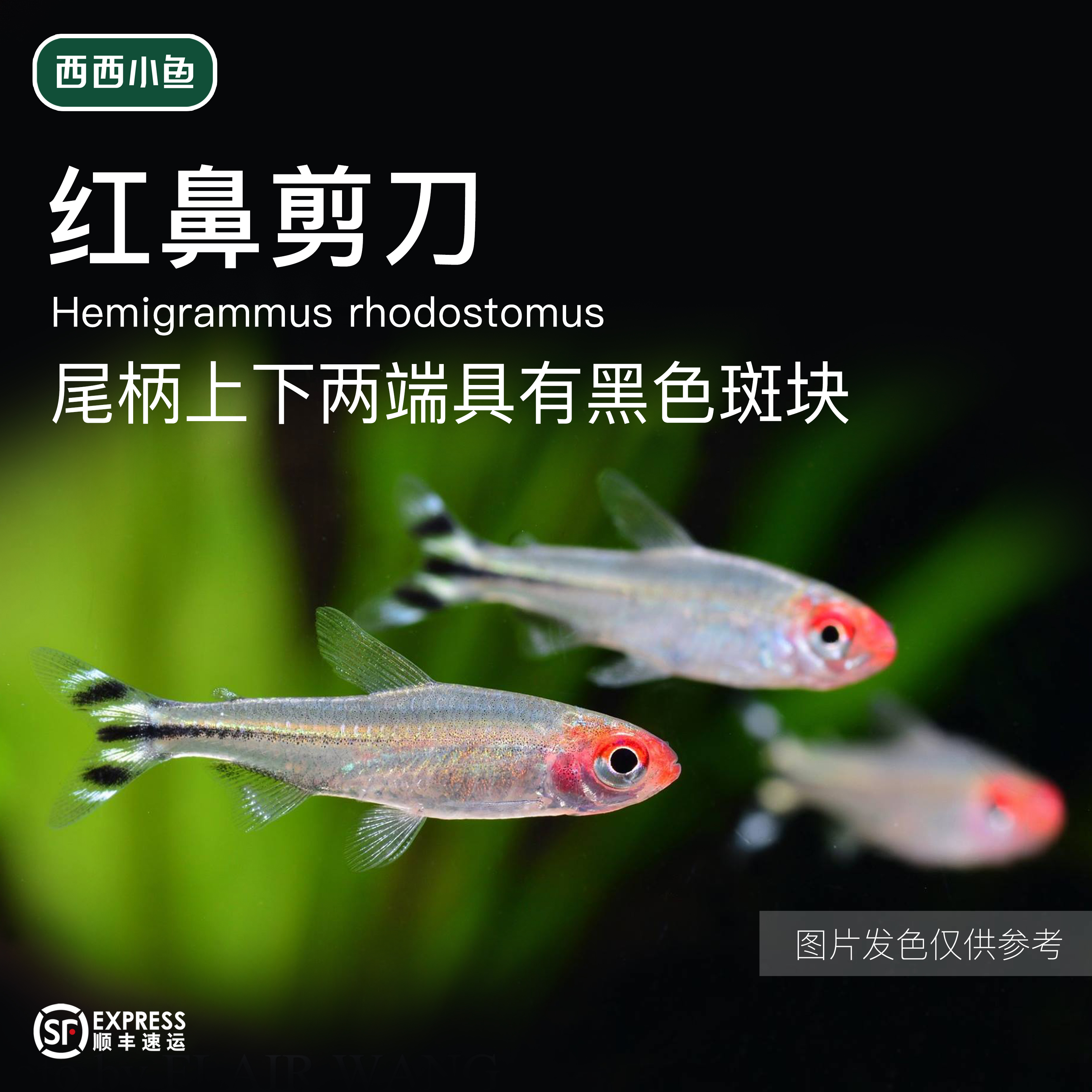 西西小鱼 红鼻灯科鱼 小鱼观赏鱼
