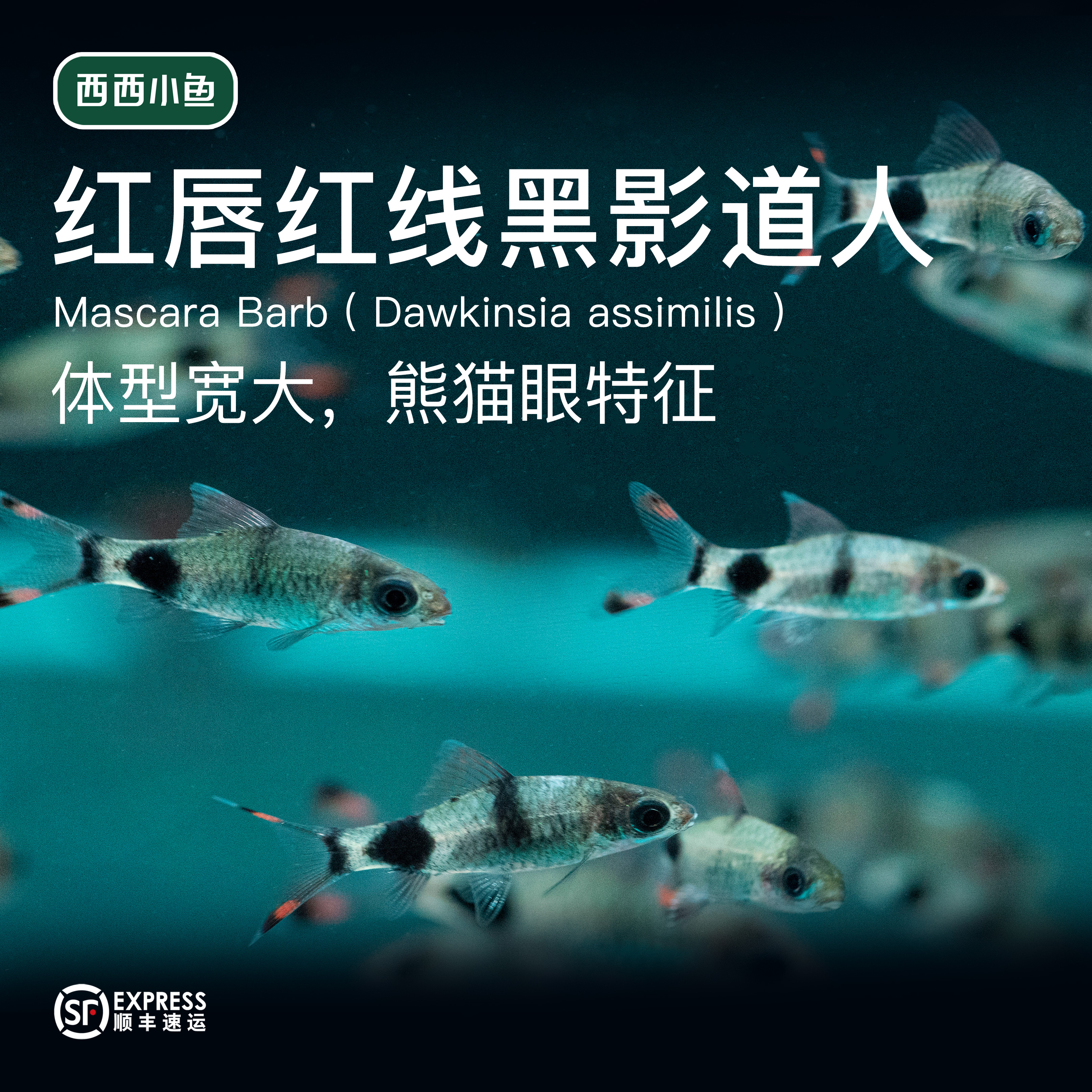 西西小鱼 红唇红线黑影道人 灯科鱼小鱼观赏鱼小型饲养混养活体