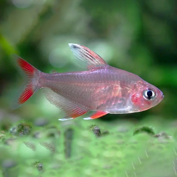 西西小鱼 白翅玫瑰鳍（链接）