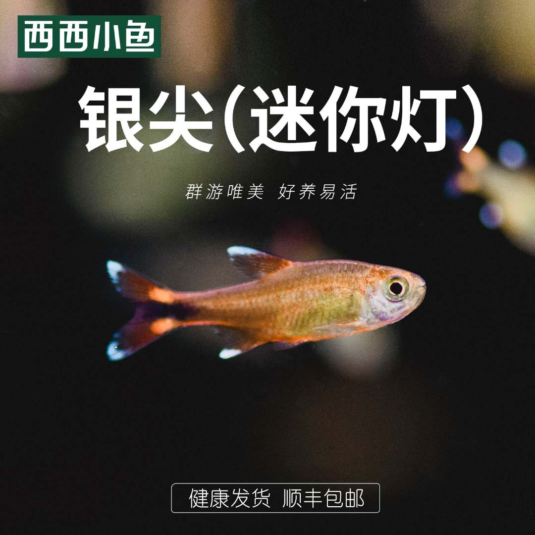西西小鱼 银尖（迷你灯）灯科鱼（链接）
