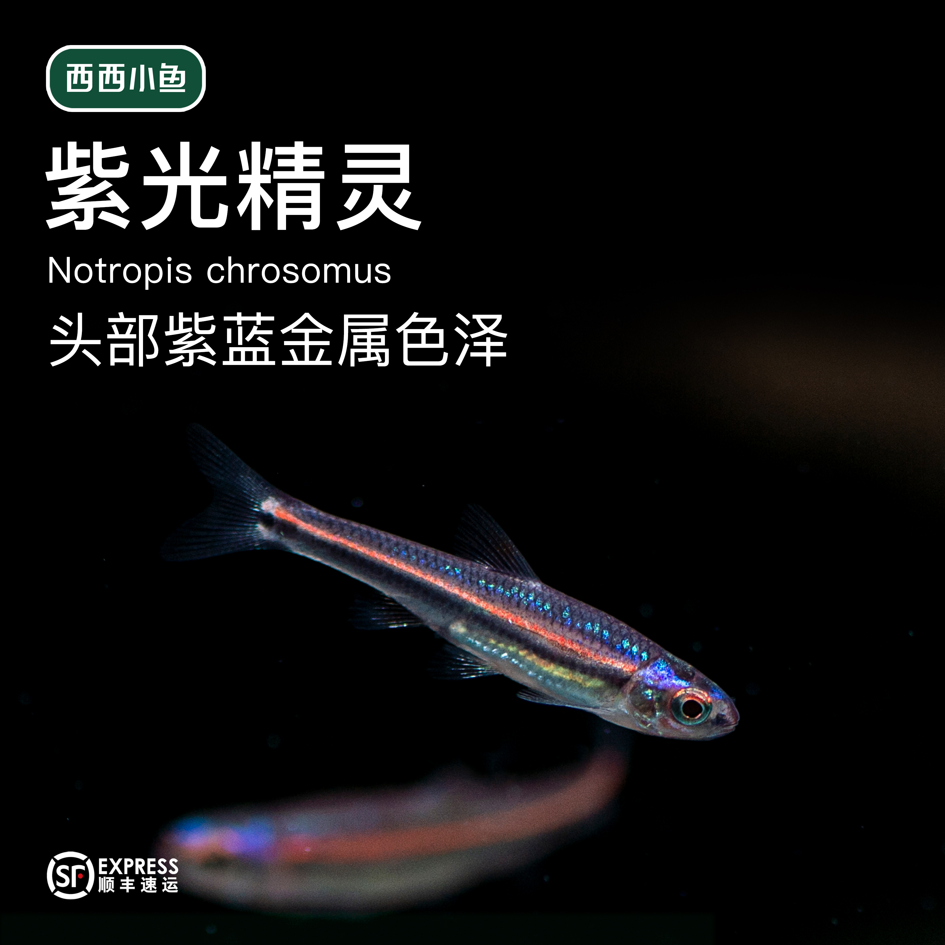 西西小鱼 紫光精灵鱼 灯科鱼小鱼观赏鱼小型饲养混养活体水族