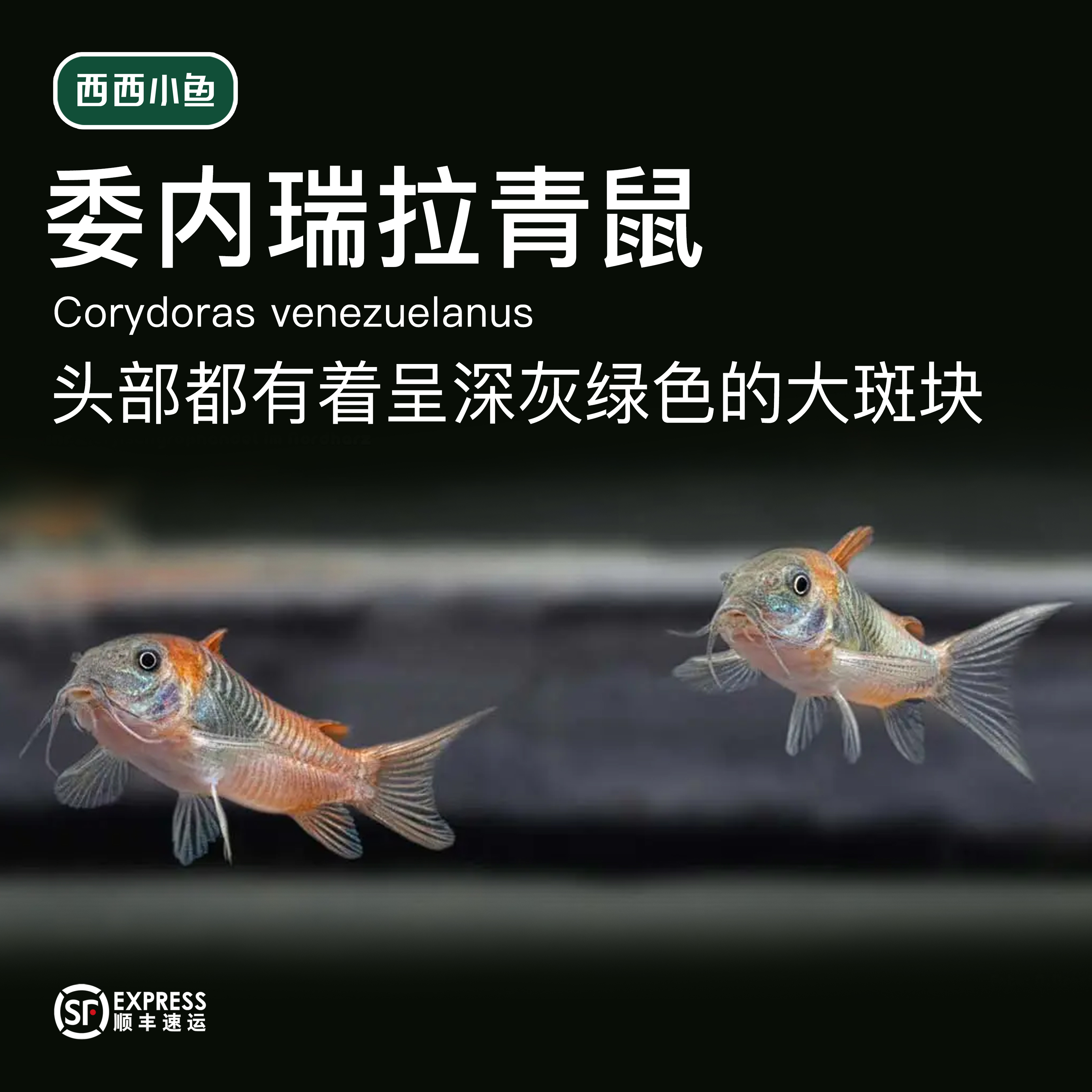 西西小鱼 委内瑞拉青鼠
