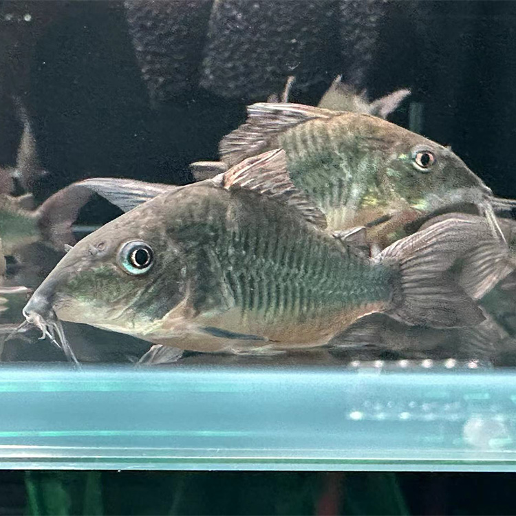 西西小鱼青铜B鼠