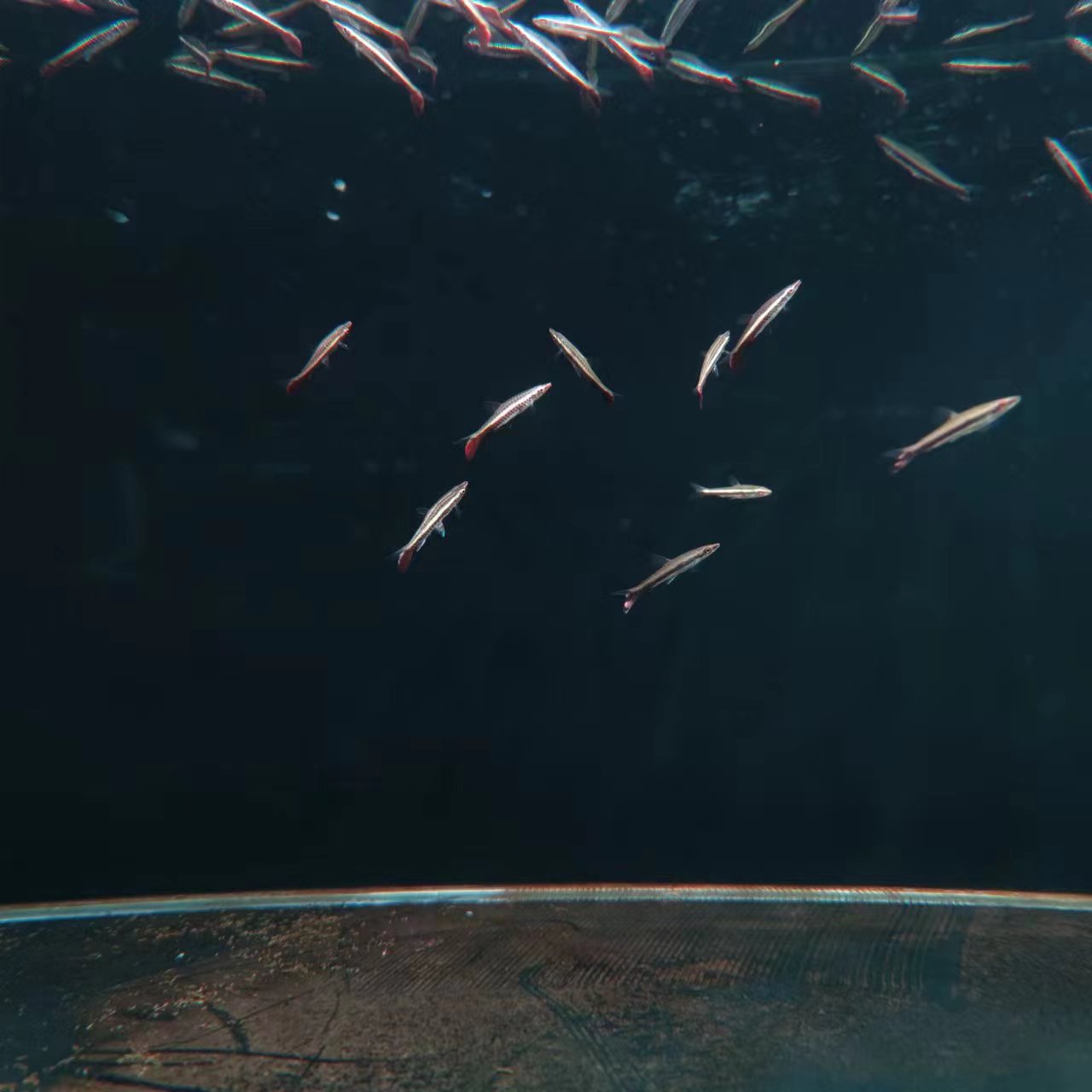 西西小鱼 骑士铅笔鱼