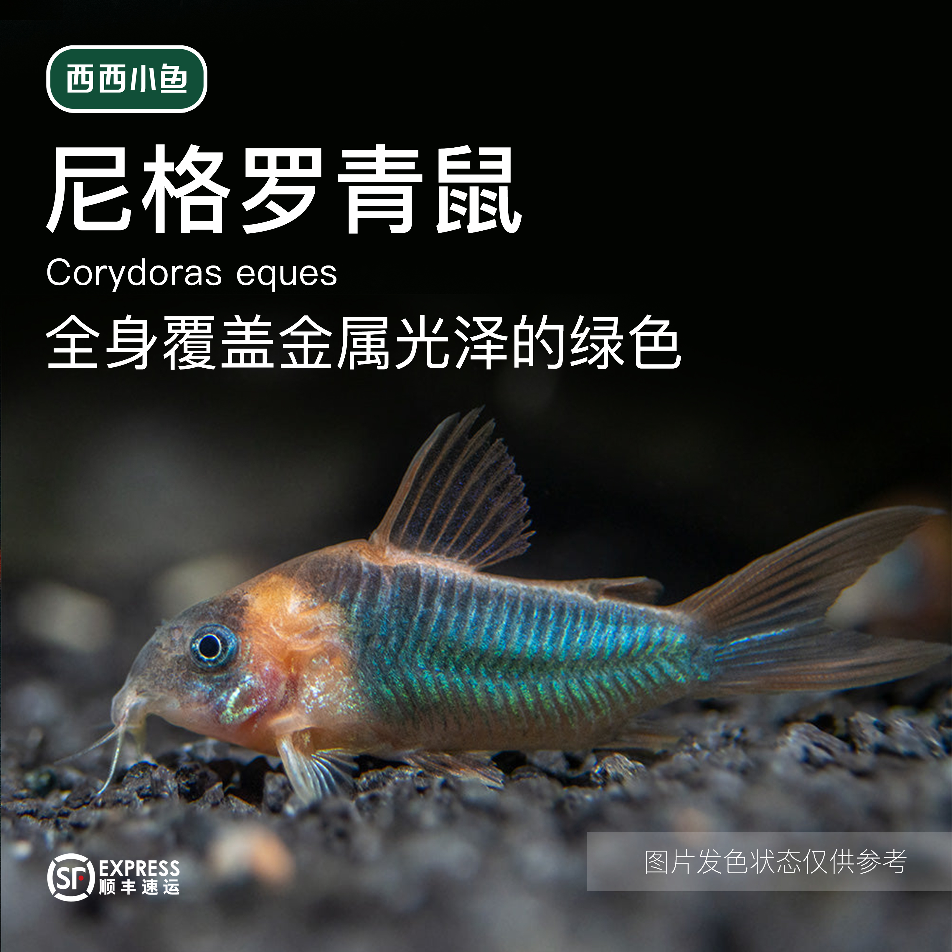 西西小鱼 尼青尼格罗青鼠鼠 小鱼观赏鱼小型饲养混养热带